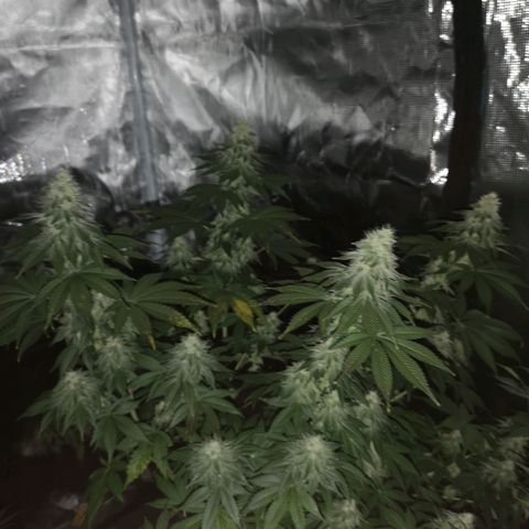 GMO cookies growlog timeline photo
