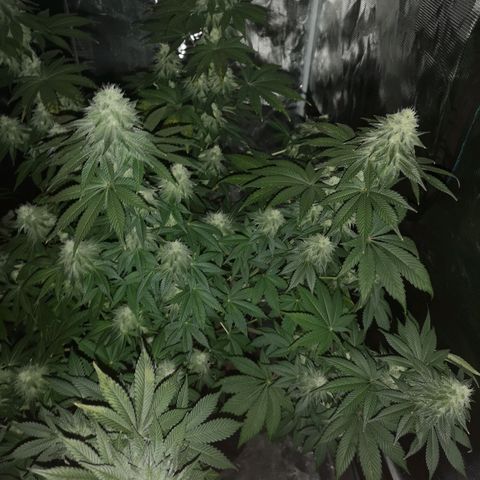 GMO cookies growlog timeline photo