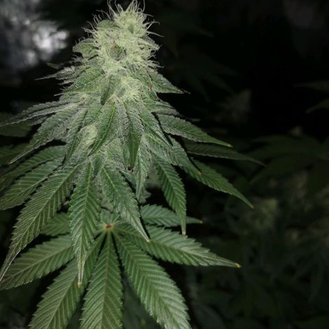 GMO cookies growlog timeline photo