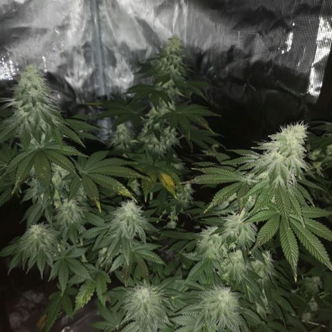 GMO cookies growlog timeline photo