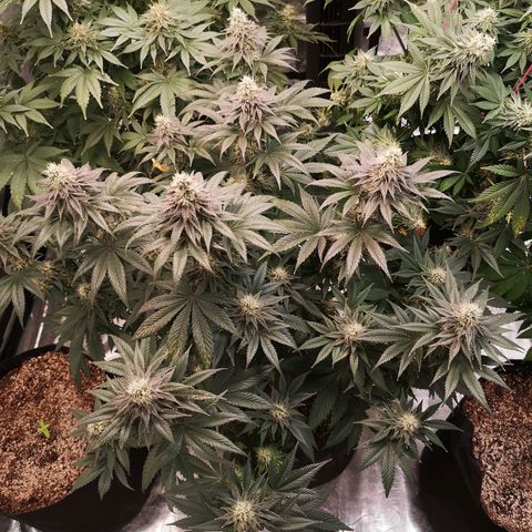 10th planet 2nd run growlog timeline photo