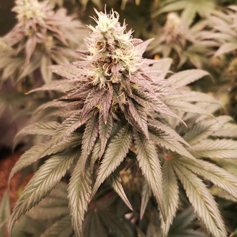 10th planet 2nd run growlog timeline photo