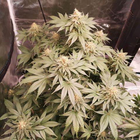 Cotton candy cookies growlog timeline photo