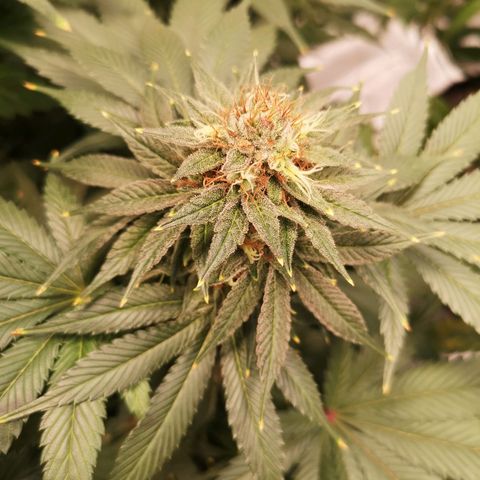 Cotton candy cookies growlog timeline photo