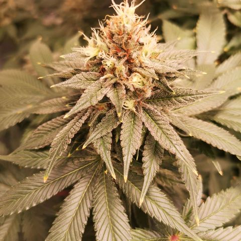 Cotton candy cookies growlog timeline photo