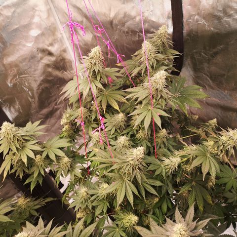 GMO cookies growlog timeline photo