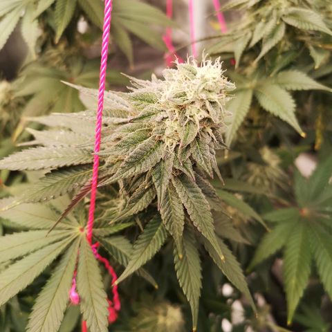 GMO cookies growlog timeline photo