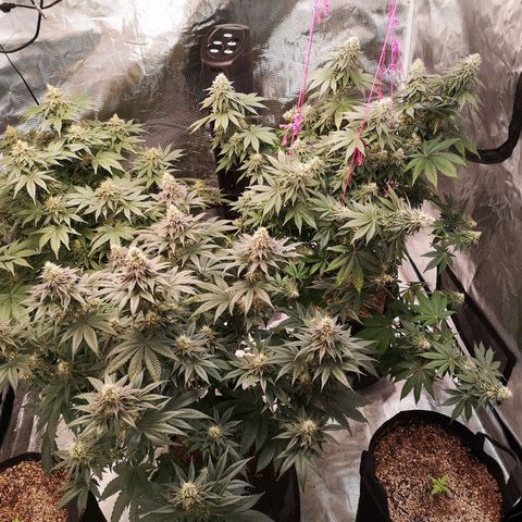 10th planet 2nd run growlog timeline photo