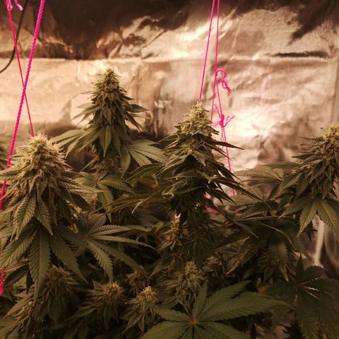 GMO cookies growlog timeline photo
