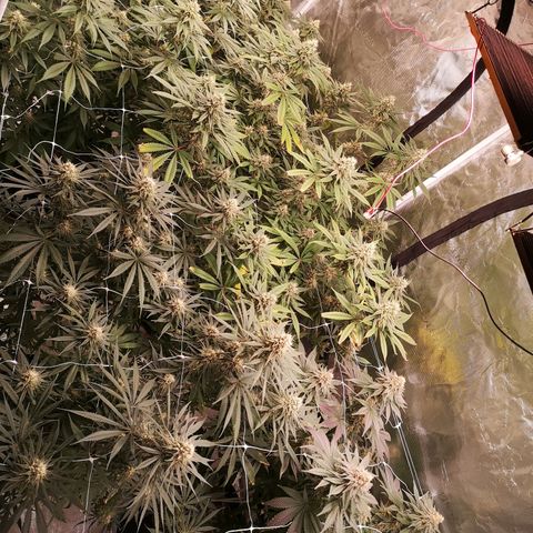 Critical pk growlog timeline photo