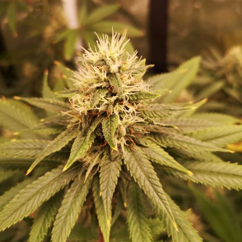 Cheezy poofs growlog timeline photo