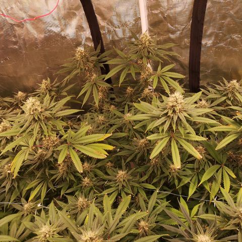 Cheezy poofs growlog timeline photo