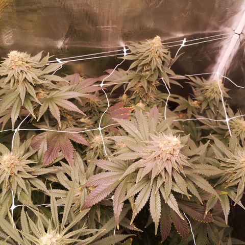 Cherry gar see ya growlog timeline photo