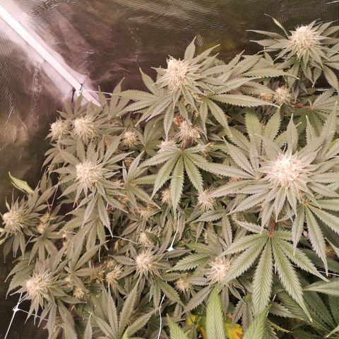 white wedding growlog timeline photo