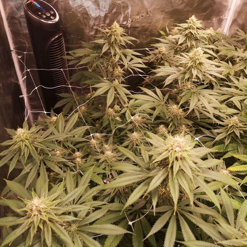 Runtz s1 growlog timeline photo