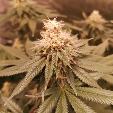 white wedding growlog timeline photo