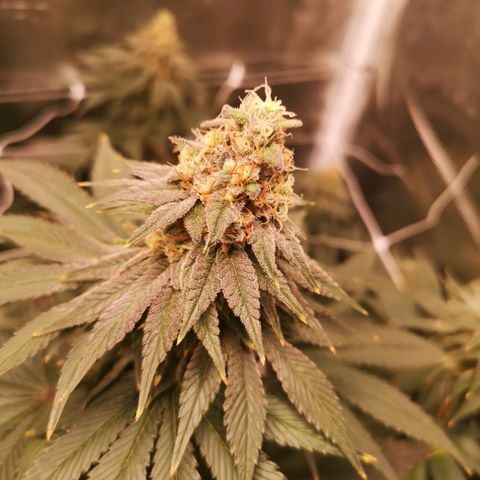 Cherry gar see ya growlog timeline photo