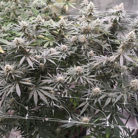 Critical pk growlog timeline photo
