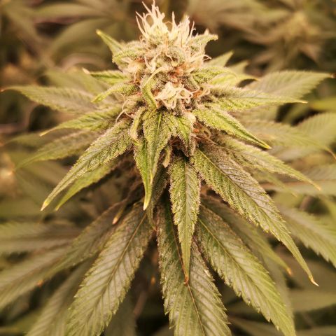 Runtz s1 growlog timeline photo