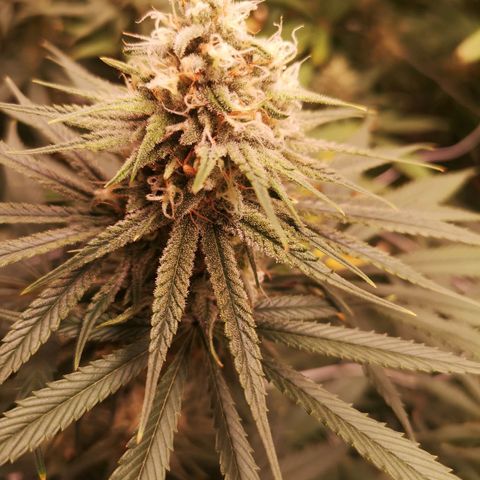 Critical pk growlog timeline photo