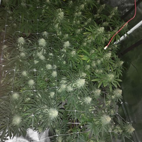 Critical pk growlog timeline photo
