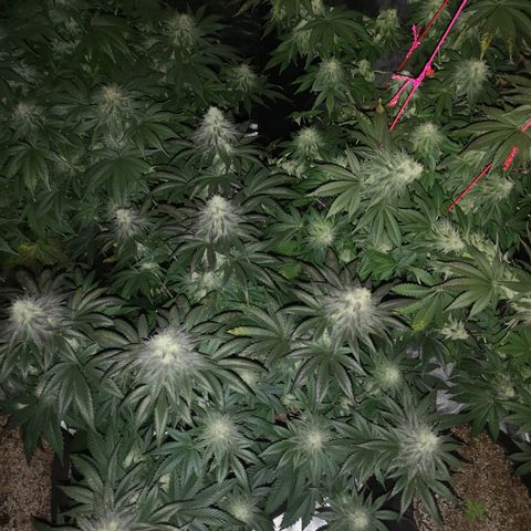 10th planet 2nd run growlog timeline photo