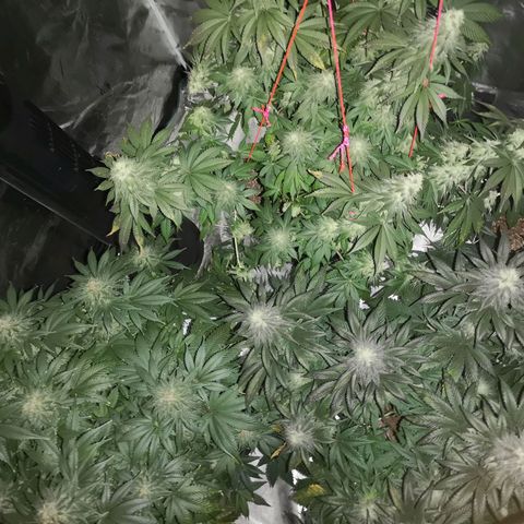 10th planet 2nd run growlog timeline photo