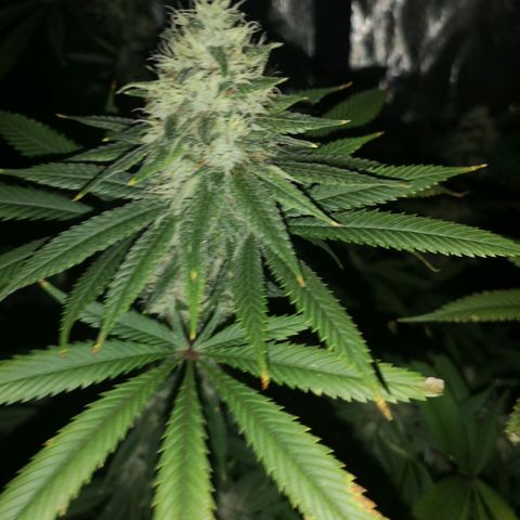 Cheezy poofs growlog timeline photo