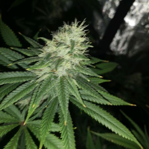 Cheezy poofs growlog timeline photo