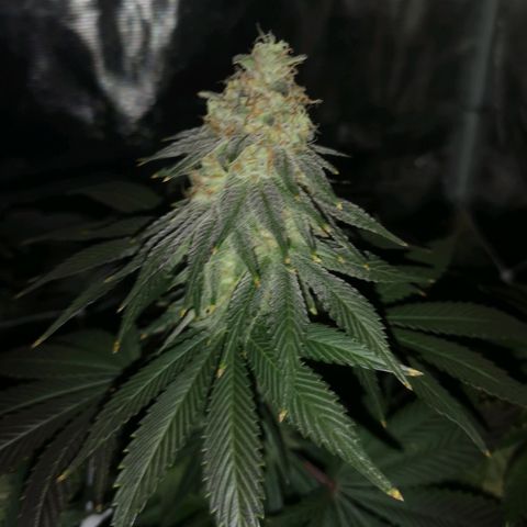 Cherry gar see ya growlog timeline photo