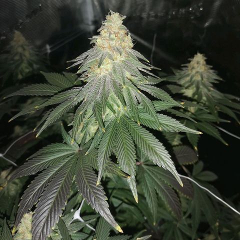 Cherry gar see ya growlog timeline photo