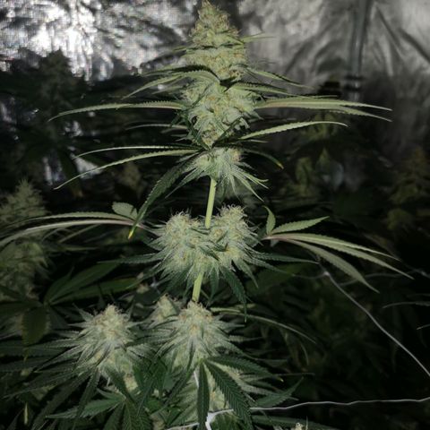 Critical pk growlog timeline photo