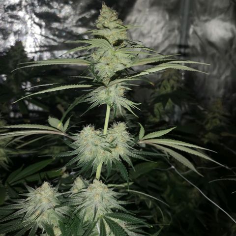 Critical pk growlog timeline photo