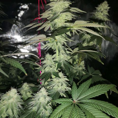 GMO cookies growlog timeline photo