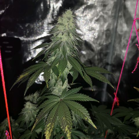 GMO cookies growlog timeline photo