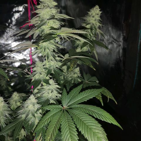GMO cookies growlog timeline photo
