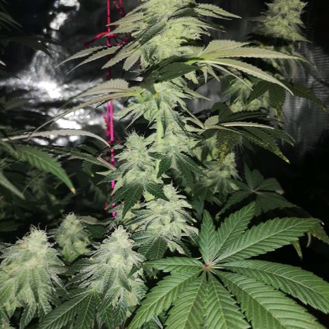 GMO cookies growlog timeline photo