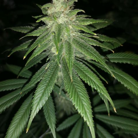 Runtz s1 growlog timeline photo