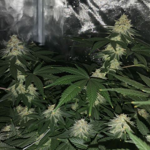 white wedding growlog timeline photo
