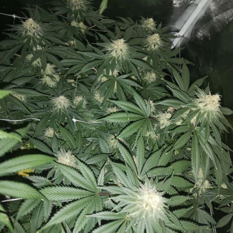 white wedding growlog timeline photo