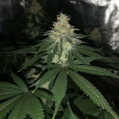 white wedding growlog timeline photo