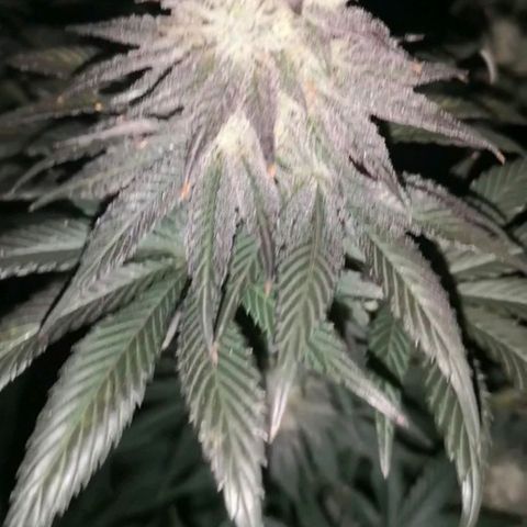 10th planet 2nd run growlog timeline photo