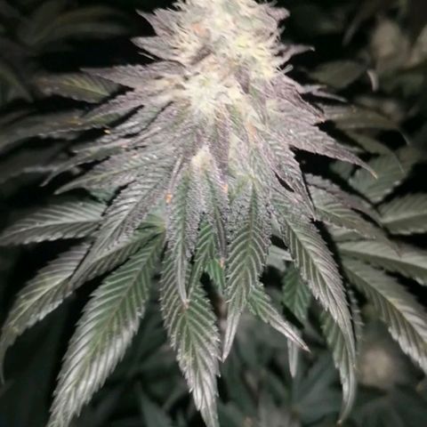 10th planet 2nd run growlog timeline photo