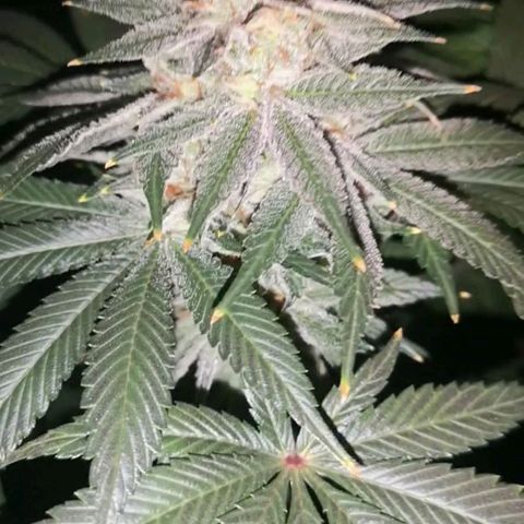 Cotton candy cookies growlog timeline photo