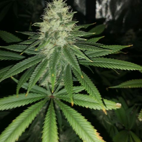 Cheezy poofs growlog timeline photo