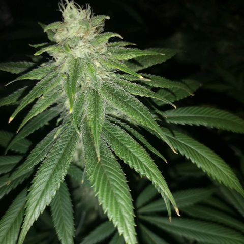 Runtz s1 growlog timeline photo