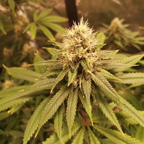 Cheezy poofs growlog timeline photo