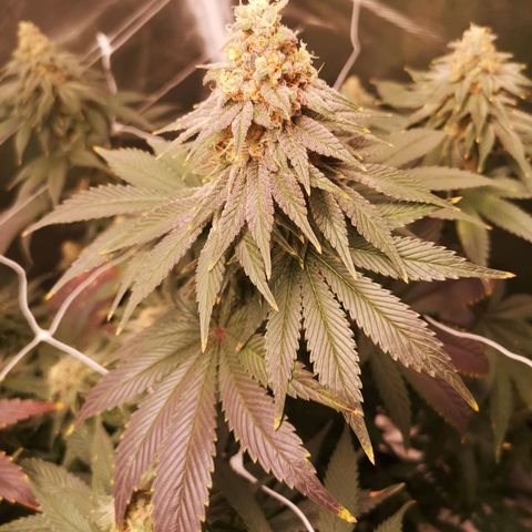 Cherry gar see ya growlog timeline photo