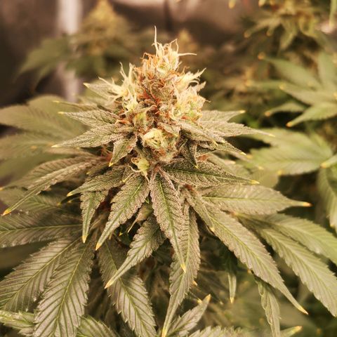 Cotton candy cookies growlog timeline photo