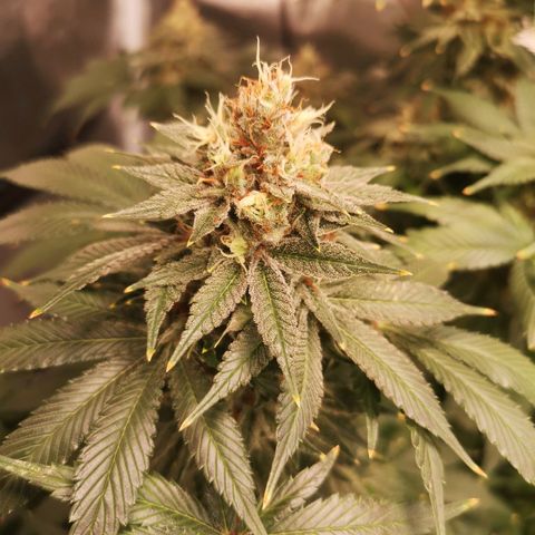 Cotton candy cookies growlog timeline photo